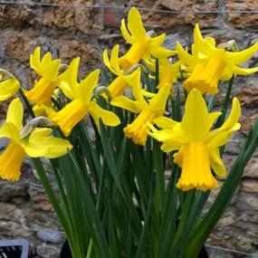 February Gold Daffodil (Narcissus cyclamineus February Gold) Img 4